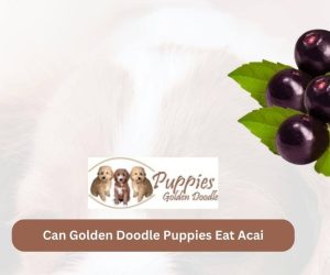 Can Golden Doodle Puppies Eat Acai? A Nutritional Guide for Your Furry Friend