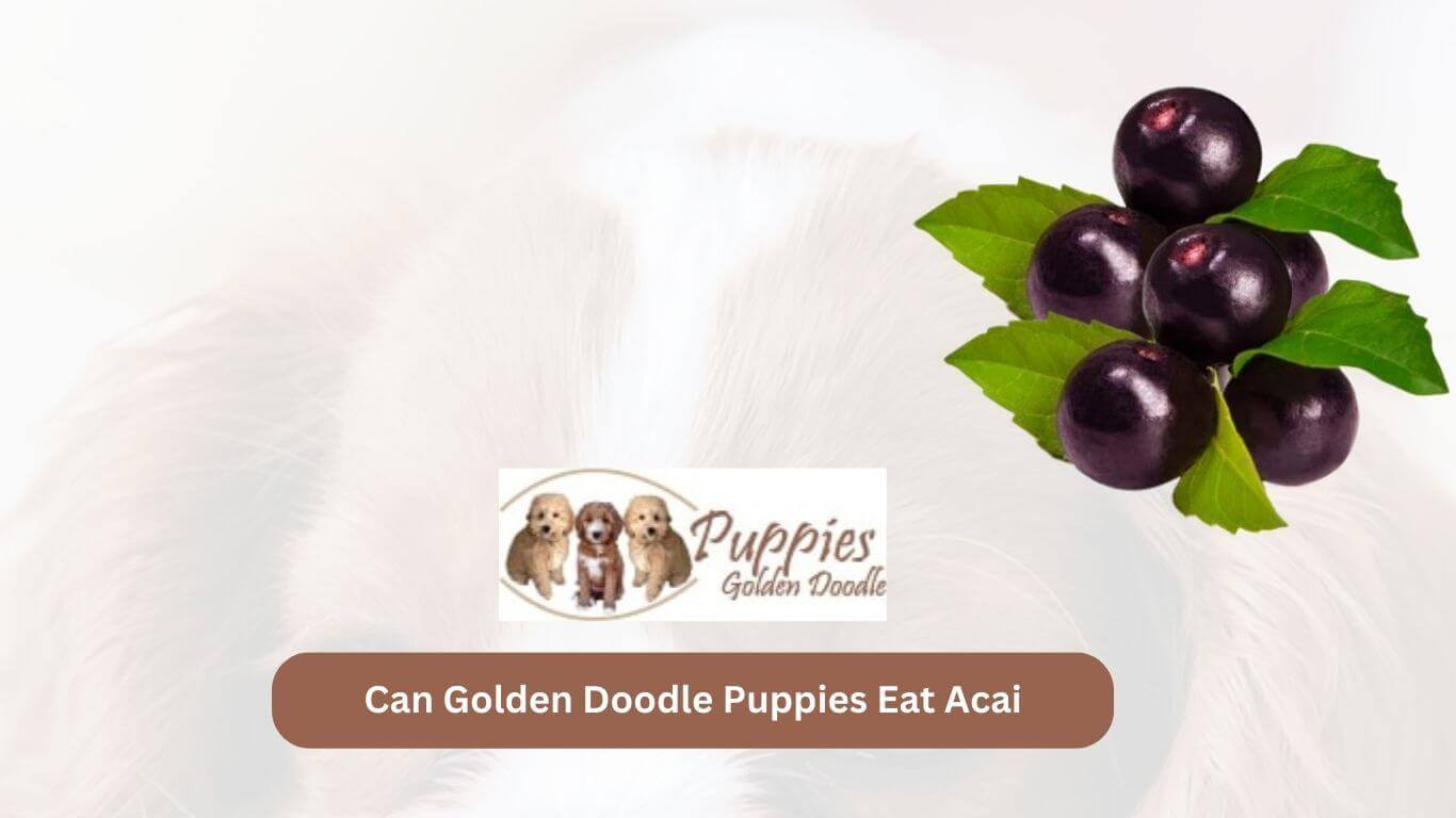 You are currently viewing Can Golden Doodle Puppies Eat Acai? A Nutritional Guide for Your Furry Friend