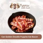Can Golden Doodle Puppies Eat Bacon? Exploring the Risks and Considerations