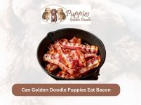 Can Golden Doodle Puppies Eat Bacon? Exploring the Risks and Considerations