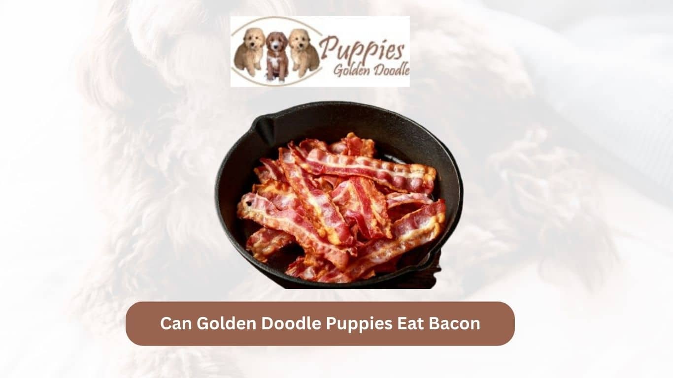 You are currently viewing Can Golden Doodle Puppies Eat Bacon? Exploring the Risks and Considerations
