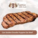 Can Golden Doodle Puppies Eat Beef? Exploring the Benefits and Considerations