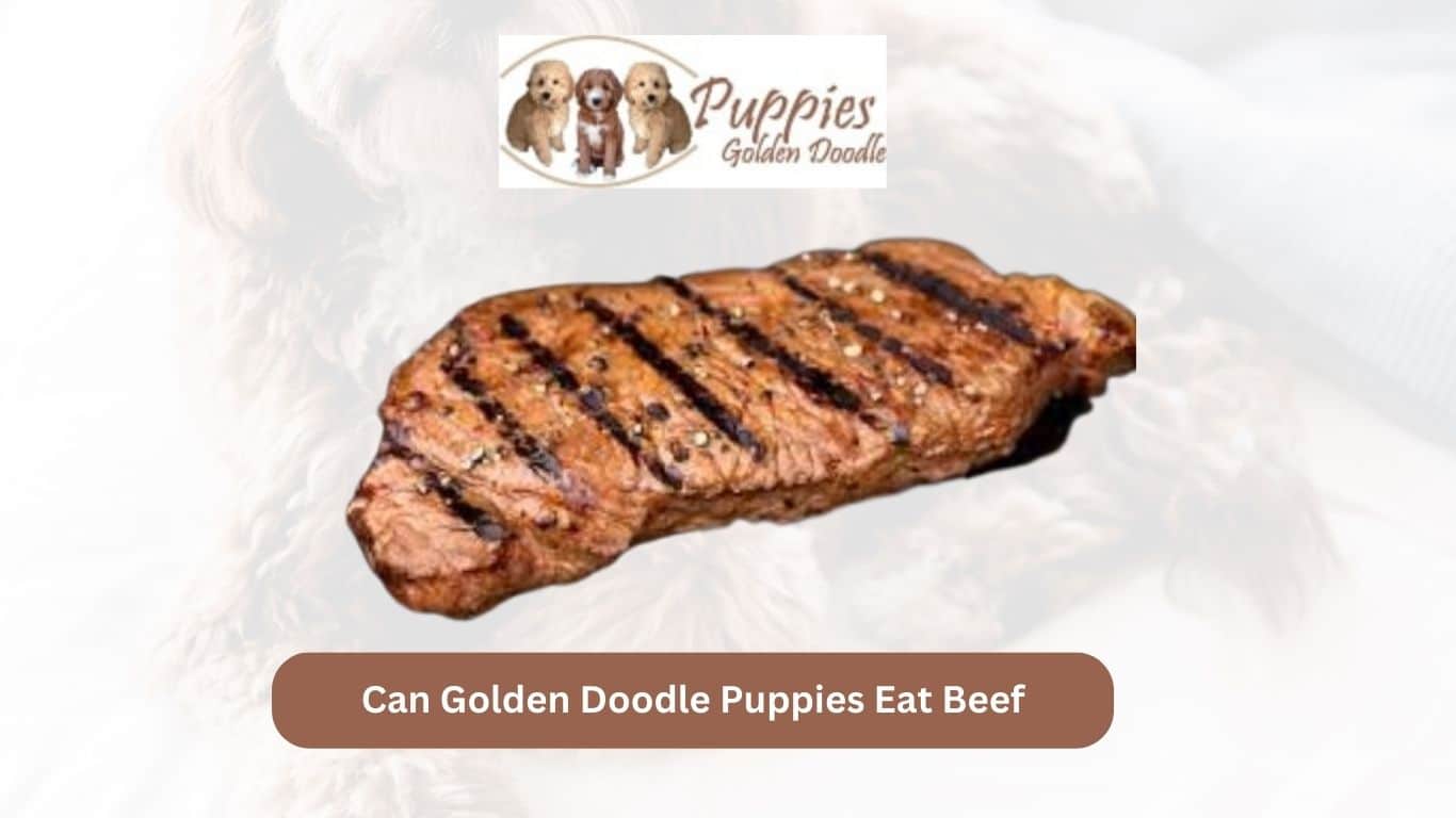 You are currently viewing Can Golden Doodle Puppies Eat Beef? Exploring the Benefits and Considerations