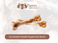 Can Golden Doodle Puppies Eat Bones? Exploring the Risks and Benefits