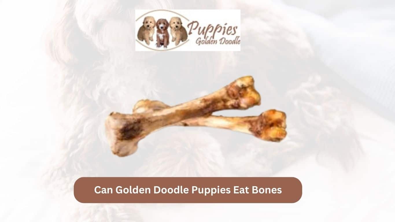 You are currently viewing Can Golden Doodle Puppies Eat Bones? Exploring the Risks and Benefits
