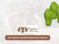 Can Golden Doodle Puppies Eat Chayote? A Guide to Feeding Your Furry Friend