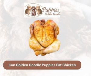 Can Golden Doodle Puppies Eat Chicken? Exploring the Benefits and Considerations