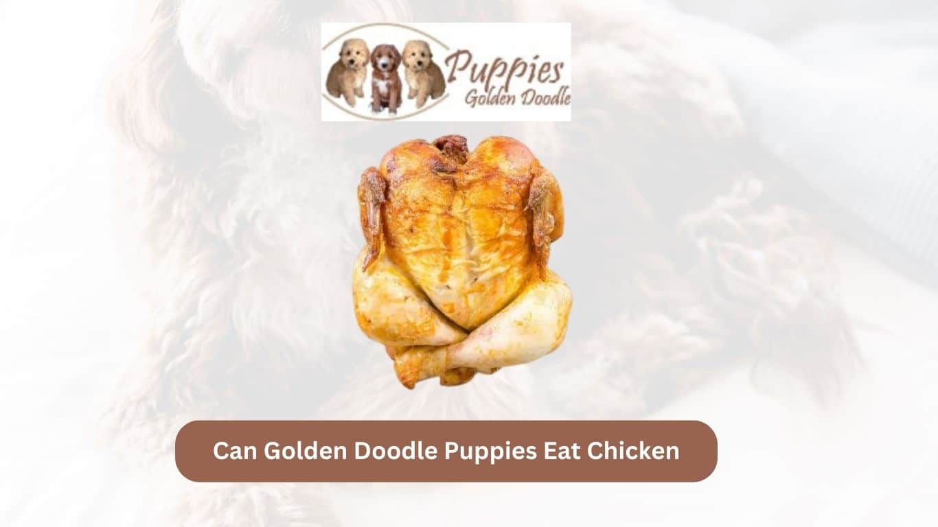 You are currently viewing Can Golden Doodle Puppies Eat Chicken? Exploring the Benefits and Considerations