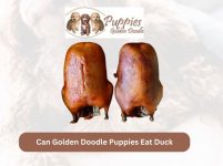 Can Golden Doodle Puppies Eat Duck? Exploring the Benefits and Considerations