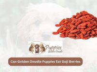 Can Golden Doodle Puppies Eat Goji Berries? Exploring the Benefits and Risks