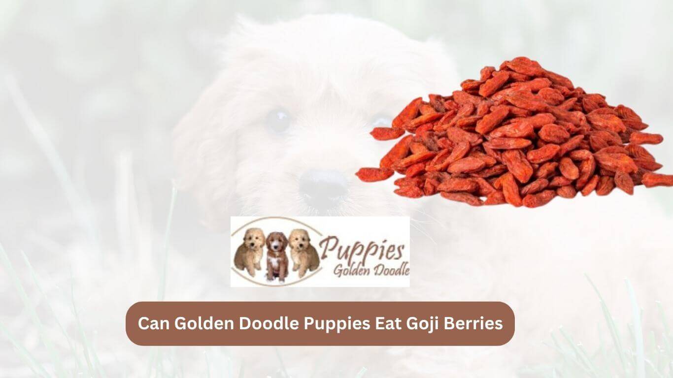 You are currently viewing Can Golden Doodle Puppies Eat Goji Berries? Exploring the Benefits and Risks