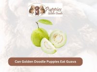 Can Golden Doodle Puppies Eat Guava? Exploring the Sweet and Nutritious Fruit