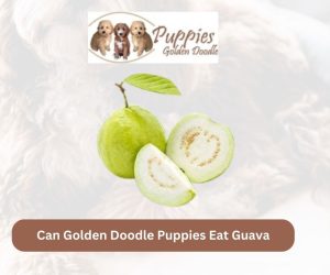 Can Golden Doodle Puppies Eat Guava? Exploring the Sweet and Nutritious Fruit