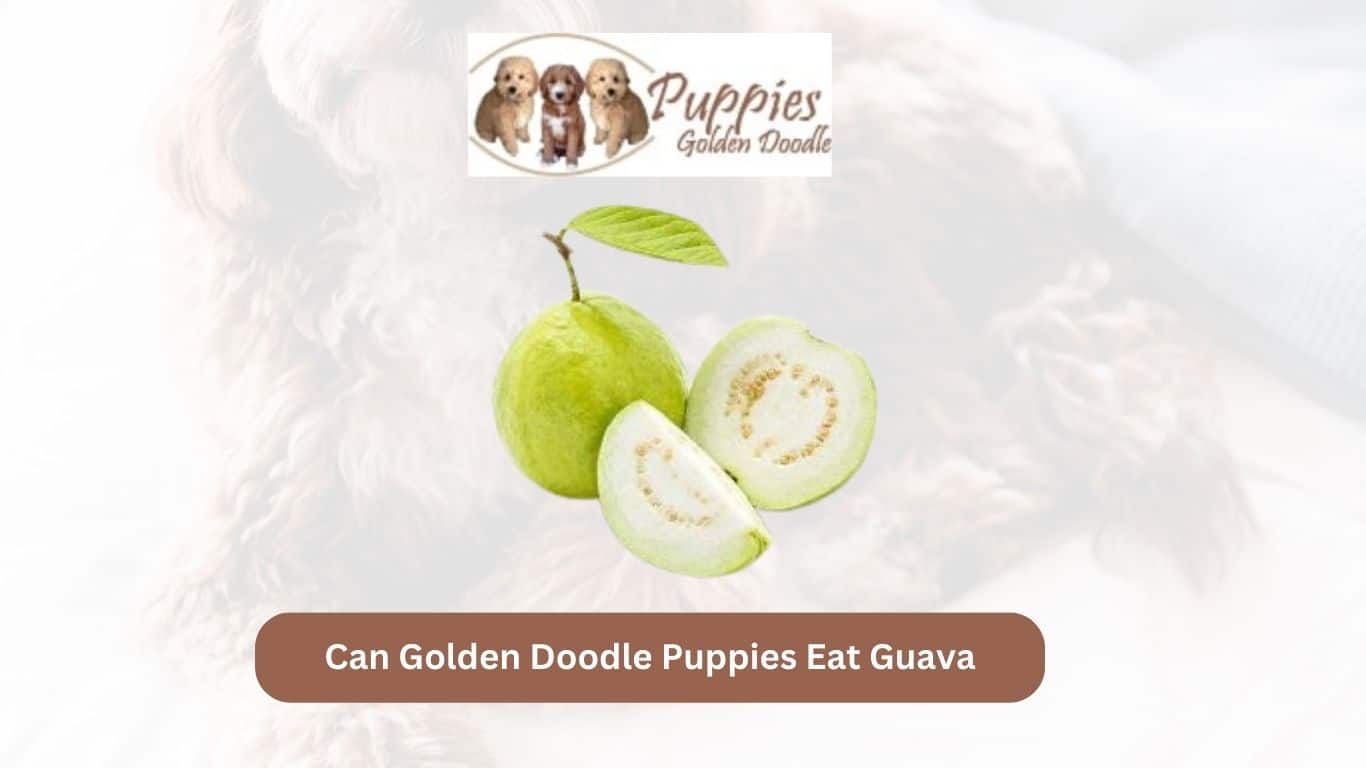 You are currently viewing Can Golden Doodle Puppies Eat Guava? Exploring the Sweet and Nutritious Fruit
