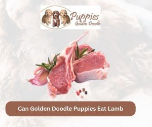 Can Golden Doodle Puppies Eat Lamb? Exploring the Benefits and Considerations