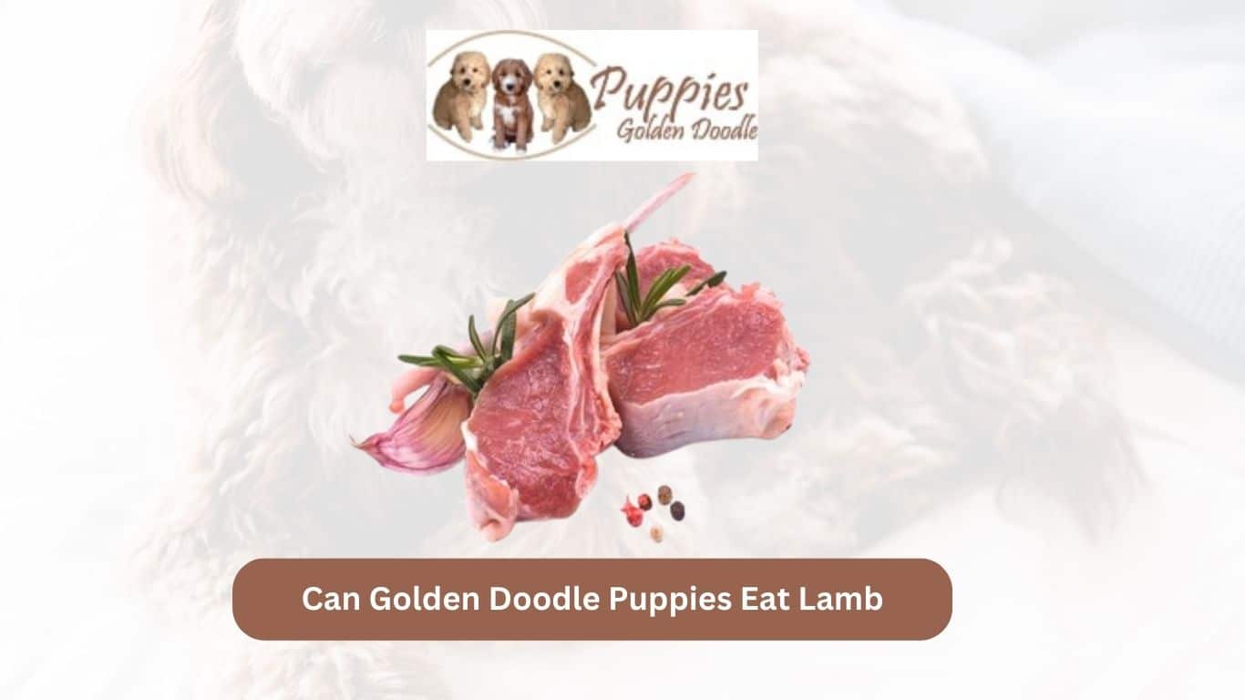 You are currently viewing Can Golden Doodle Puppies Eat Lamb? Exploring the Benefits and Considerations
