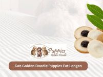 Can Golden Doodle Puppies Eat Longan? A Guide to Fruit Consumption for Your Furry Friend