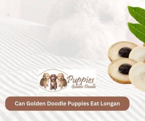 Can Golden Doodle Puppies Eat Longan? A Guide to Fruit Consumption for Your Furry Friend