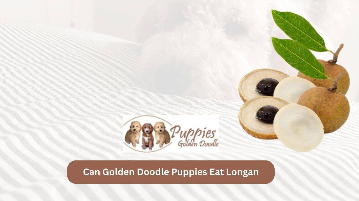 You are currently viewing Can Golden Doodle Puppies Eat Longan? A Guide to Fruit Consumption for Your Furry Friend