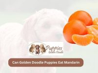Can Golden Doodle Puppies Eat Mandarin? Exploring the Nutritional Needs of Your Furry Friend