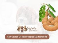 Can Golden Doodle Puppies Eat Tamarind? Exploring the Safety and Benefits