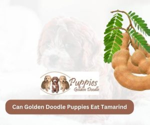 Can Golden Doodle Puppies Eat Tamarind? Exploring the Safety and Benefits