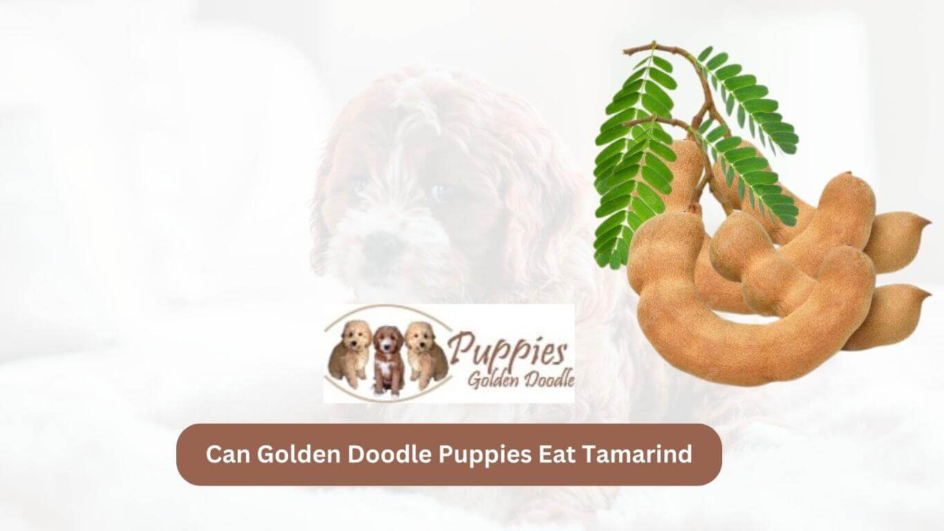 You are currently viewing Can Golden Doodle Puppies Eat Tamarind? Exploring the Safety and Benefits