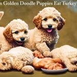 Can Golden Doodle Puppies Eat Turkey? Exploring the Benefits and Precautions