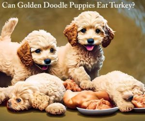 Can Golden Doodle Puppies Eat Turkey? Exploring the Benefits and Precautions
