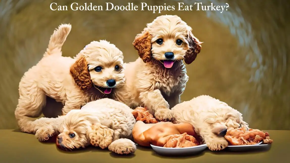 You are currently viewing Can Golden Doodle Puppies Eat Turkey? Exploring the Benefits and Precautions