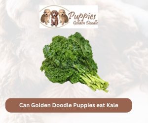 Can Golden Doodle Puppies Eat Kale? Unveiling the Leafy Green’s Suitability