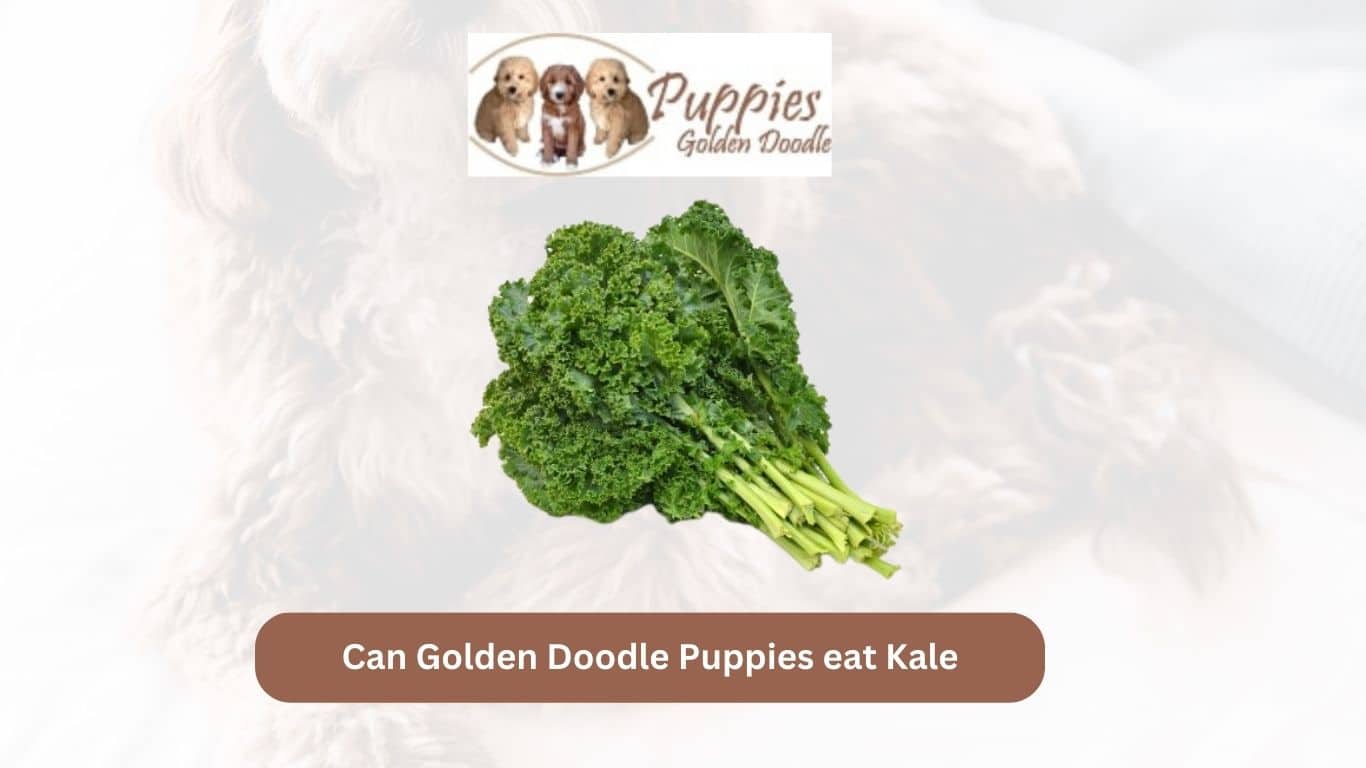 You are currently viewing Can Golden Doodle Puppies Eat Kale? Unveiling the Leafy Green’s Suitability