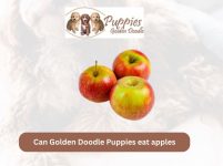 Can Golden Doodle Puppies Eat Apples? A Nutritional Guide