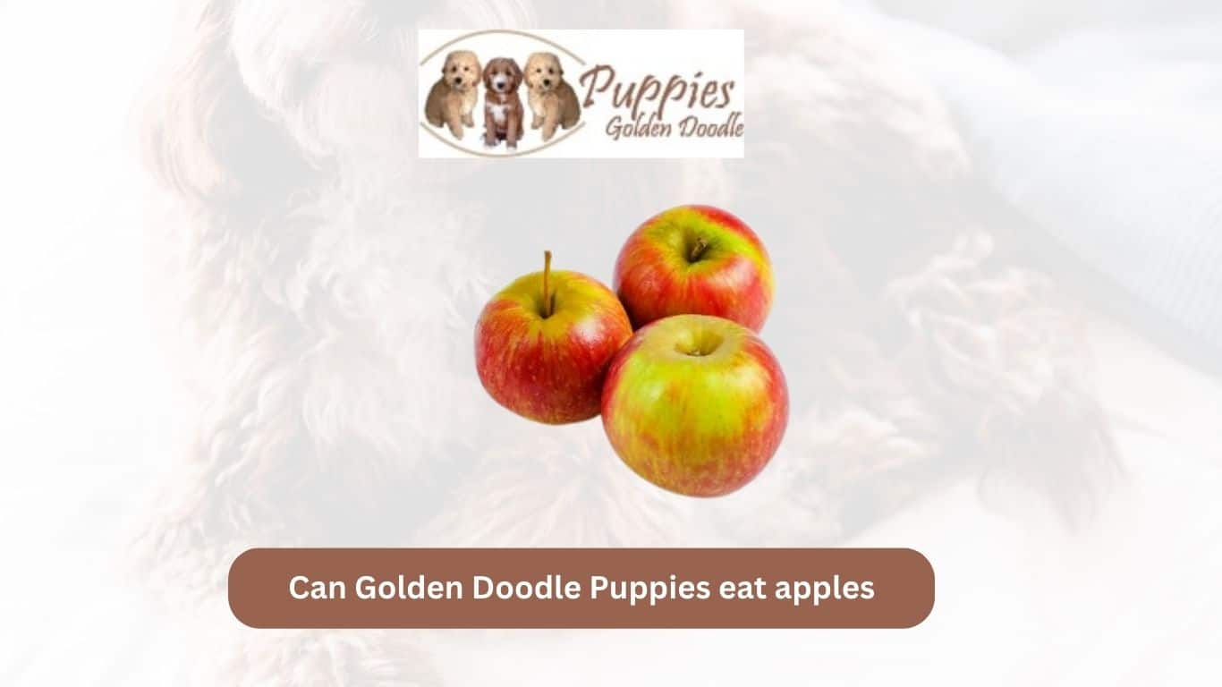 You are currently viewing Can Golden Doodle Puppies Eat Apples? A Nutritional Guide