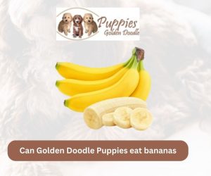 Can Golden Doodle Puppies Eat Bananas? A Nutritional Guide