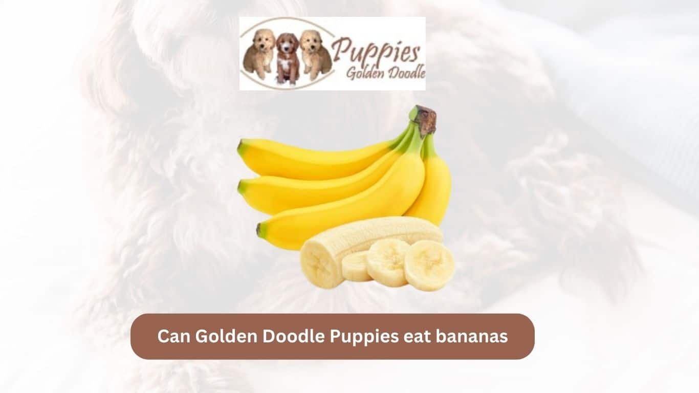 You are currently viewing Can Golden Doodle Puppies Eat Bananas? A Nutritional Guide