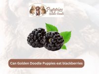 Can Golden Doodle Puppies Eat Blackberries? A Nutritional Guide