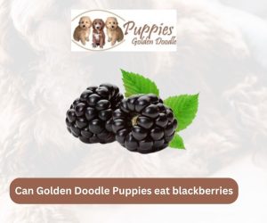 Can Golden Doodle Puppies Eat Blackberries? A Nutritional Guide