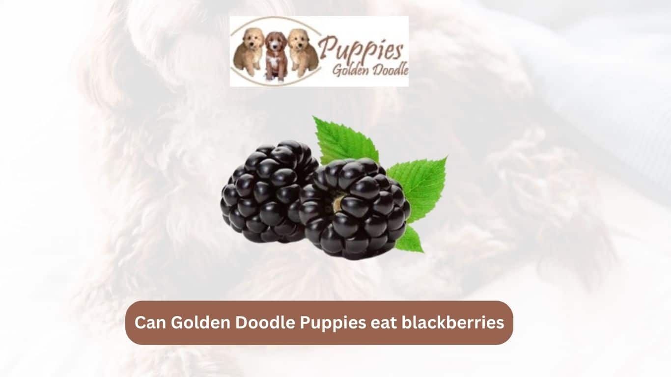 You are currently viewing Can Golden Doodle Puppies Eat Blackberries? A Nutritional Guide