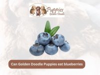 Can Golden Doodle Puppies Eat Blueberries? A Nutritional Guide