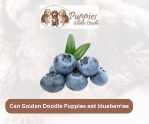 Can Golden Doodle Puppies Eat Blueberries? A Nutritional Guide