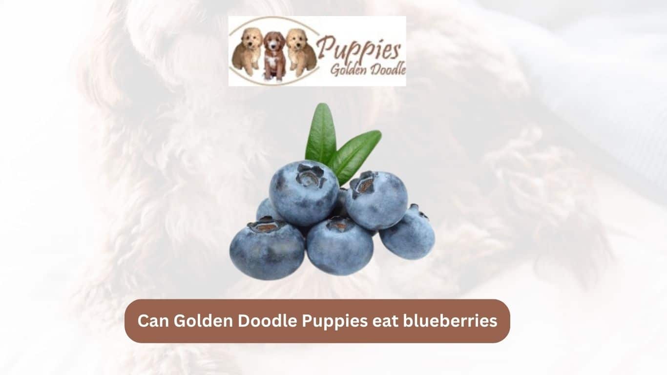 You are currently viewing Can Golden Doodle Puppies Eat Blueberries? A Nutritional Guide