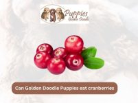 Can Golden Doodle Puppies Eat Cranberries? Exploring the Benefits and Risks