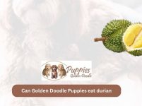 Can Golden Doodle Puppies Eat Durian? Exploring the Safety of Durian for Your Furry Companion