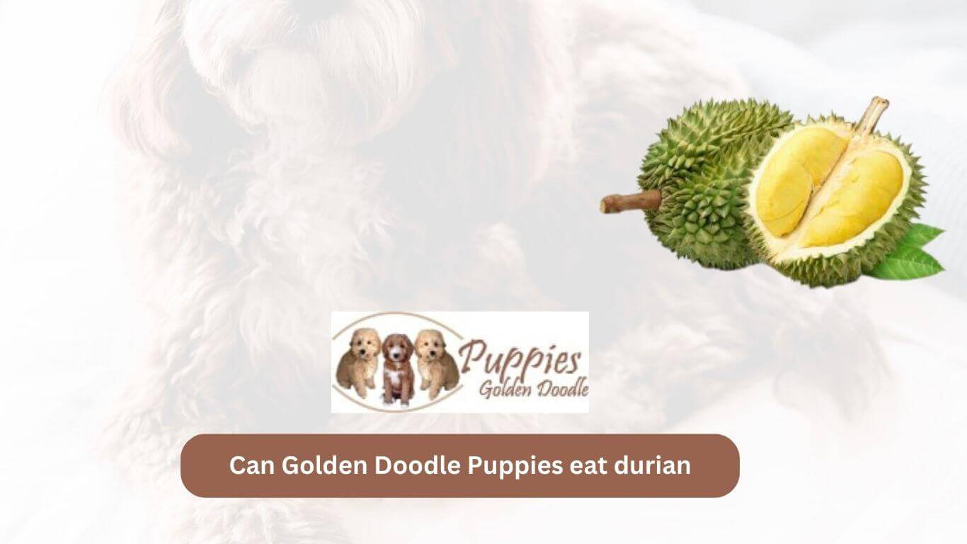 You are currently viewing Can Golden Doodle Puppies Eat Durian? Exploring the Safety of Durian for Your Furry Companion