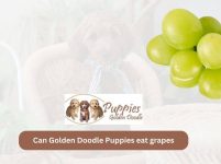 Can Golden Doodle Puppies Eat Grapes? Exploring the Safety of Grapes for Your Furry Companion