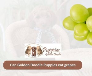 Can Golden Doodle Puppies Eat Grapes? Exploring the Safety of Grapes for Your Furry Companion