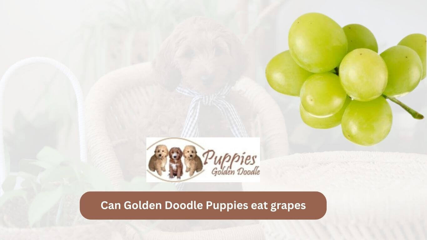 You are currently viewing Can Golden Doodle Puppies Eat Grapes? Exploring the Safety of Grapes for Your Furry Companion