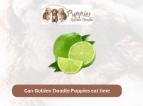 Can Golden Doodle Puppies Eat Lime? Exploring the Facts