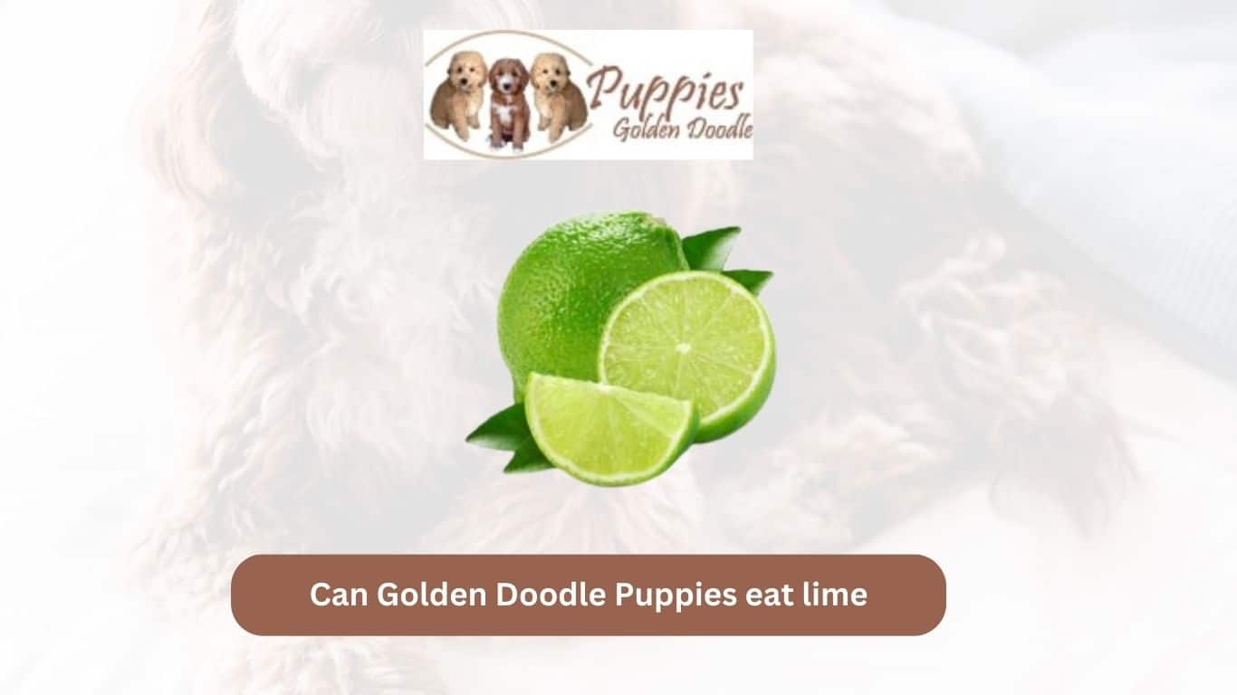 You are currently viewing Can Golden Doodle Puppies Eat Lime? Exploring the Facts